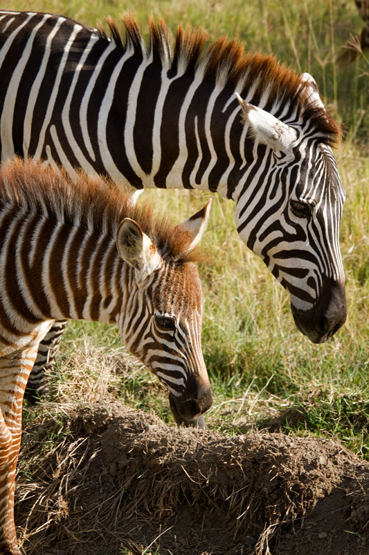  Zebras    National Park   Nyahururu   Kenya